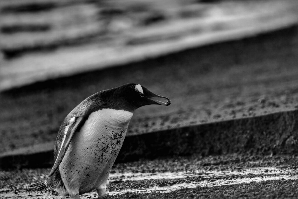 Looking for the right pebble - Antarctica