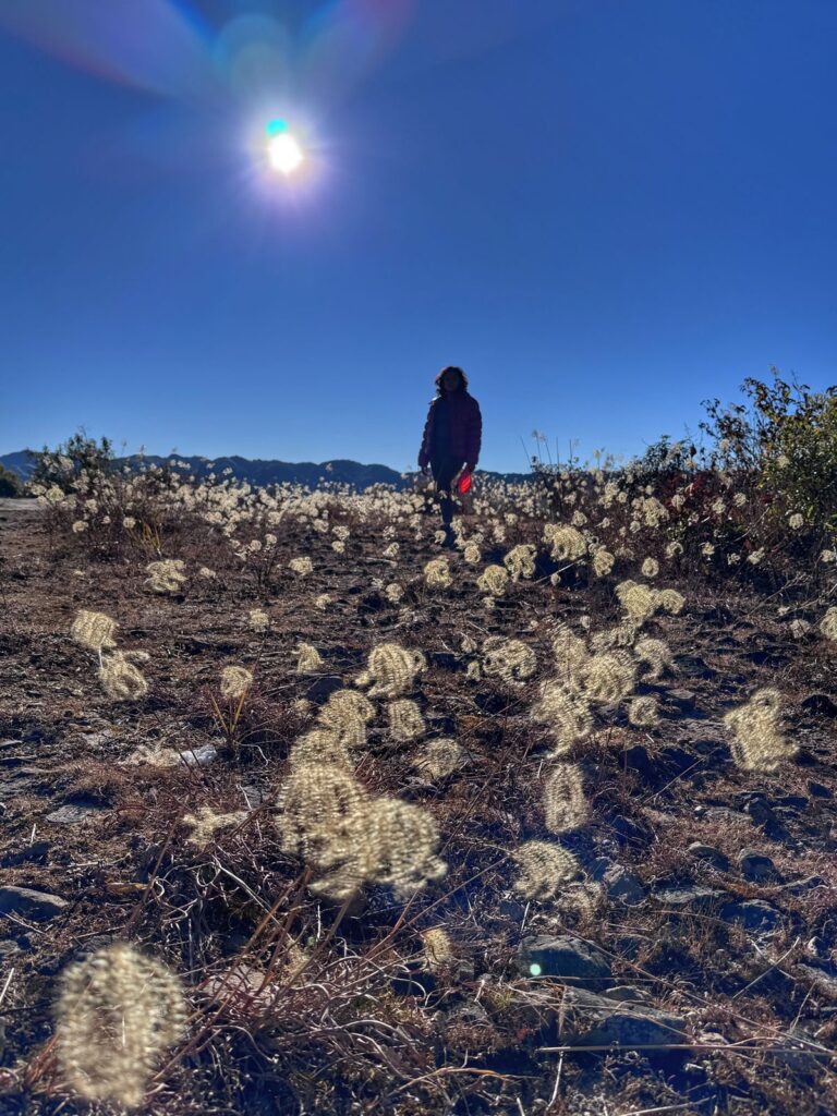 Dandelions on the Dzukou Valley Trek