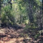 Pench Tiger Trail by Indiahikes