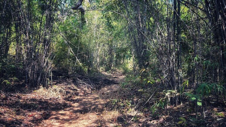 Pench Tiger Trail by Indiahikes