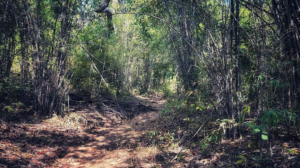 Pench Tiger Trail by Indiahikes