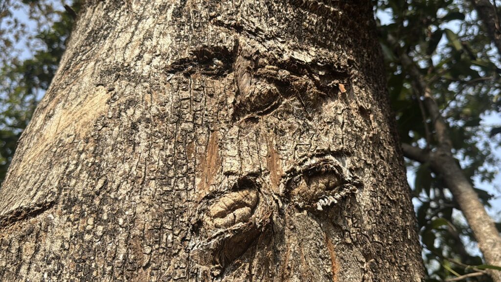 kathiawadi male pench